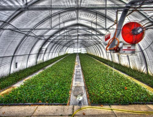 Zautomatyzowane szklarnie: Jak technologie zwiększają wydajność i zyski