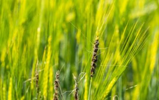 Prognozowanie chorób w rolnictwie