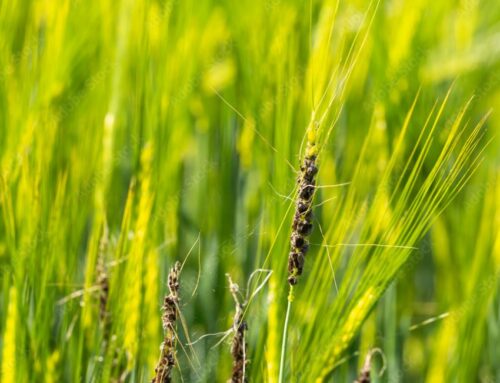 Jak technologie pomagają przewidywać i kontrolować występowanie chorób i szkodników