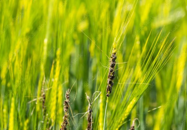 Predikce chorob v zemědělství