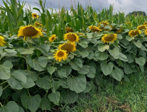 Siew w VOD Kadov: Połączenie upraw i precyzyjna agronomia w praktyce